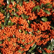 Pyracantha