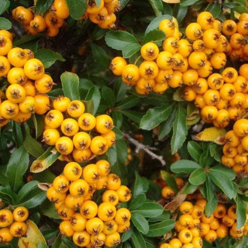 Pyracantha coc. Soleil d Or