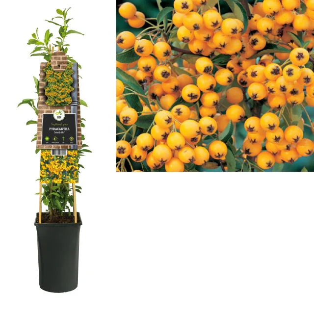Pyracantha coc. Soleil d Or - Image 2