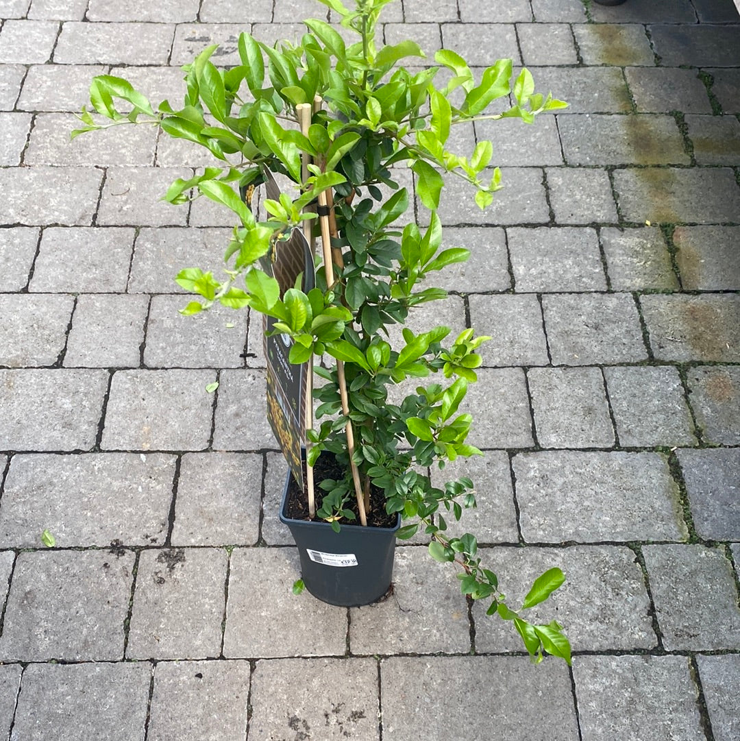 Pyracantha coc. Soleil d Or - Image 3