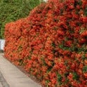 Pyracantha Dart s Red