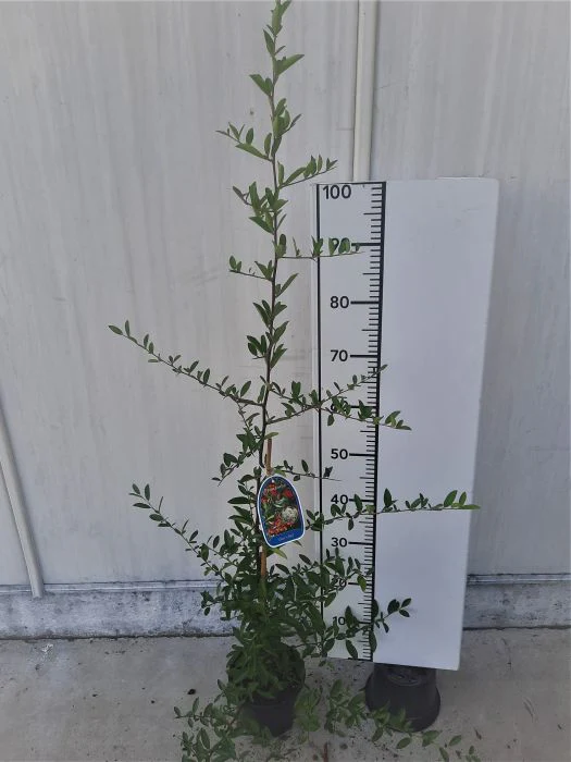 Pyracantha Dart s Red - Image 2