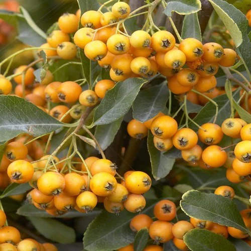 Pyracantha Golden Charmer