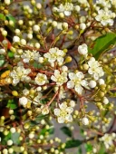 Pyracantha Golden Charmer - Image 2