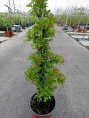 Pyracantha Golden Charmer - Image 3