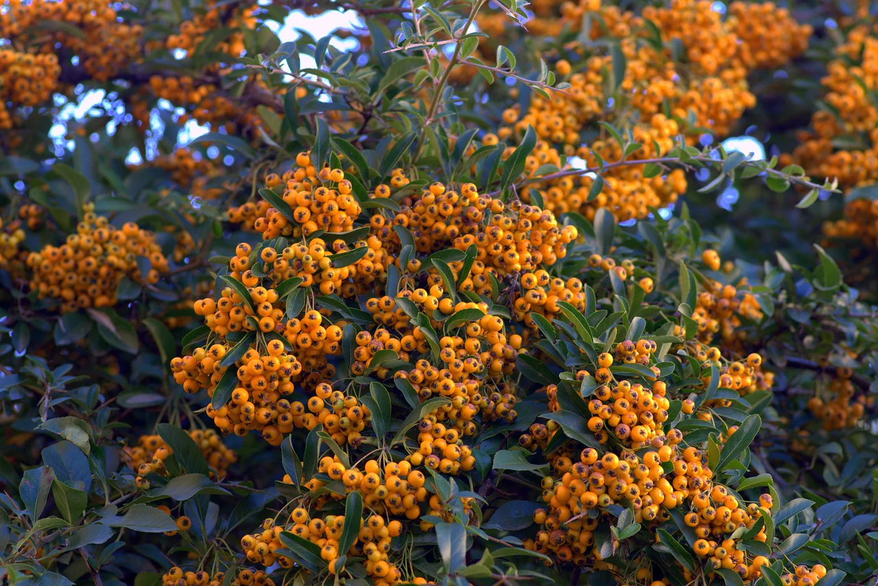 PYRACANTHA GOLDEN CHARMER - Image 3