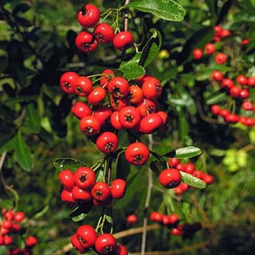 Pyracantha Mohave
