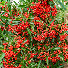 Pyracantha Mohave - Image 2