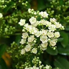 Pyracantha Mohave - Image 3
