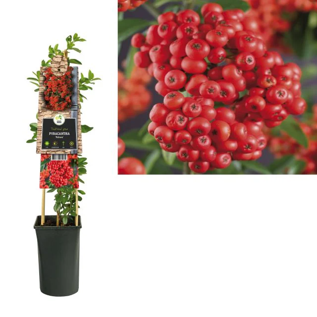 Pyracantha Mohave  S-pot(2,25 L)
