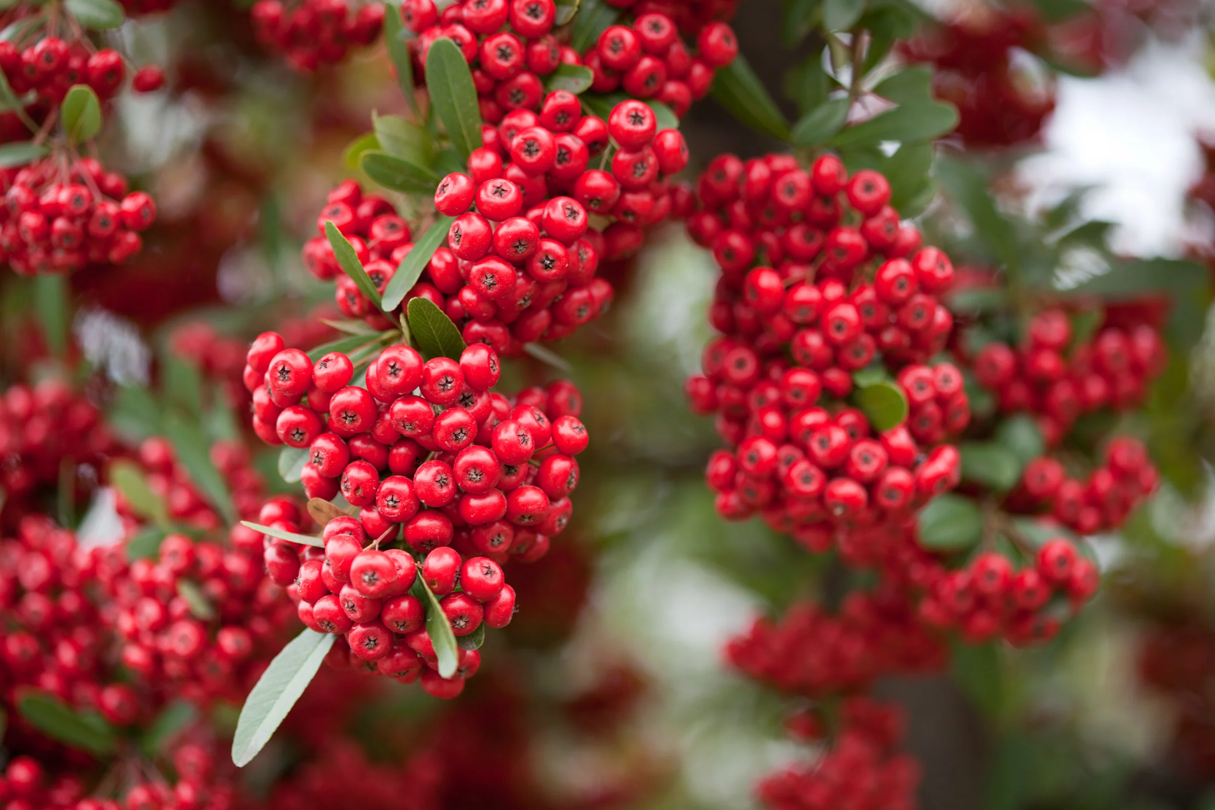 Pyracantha Mohave  S-pot(2,25 L) - Image 3
