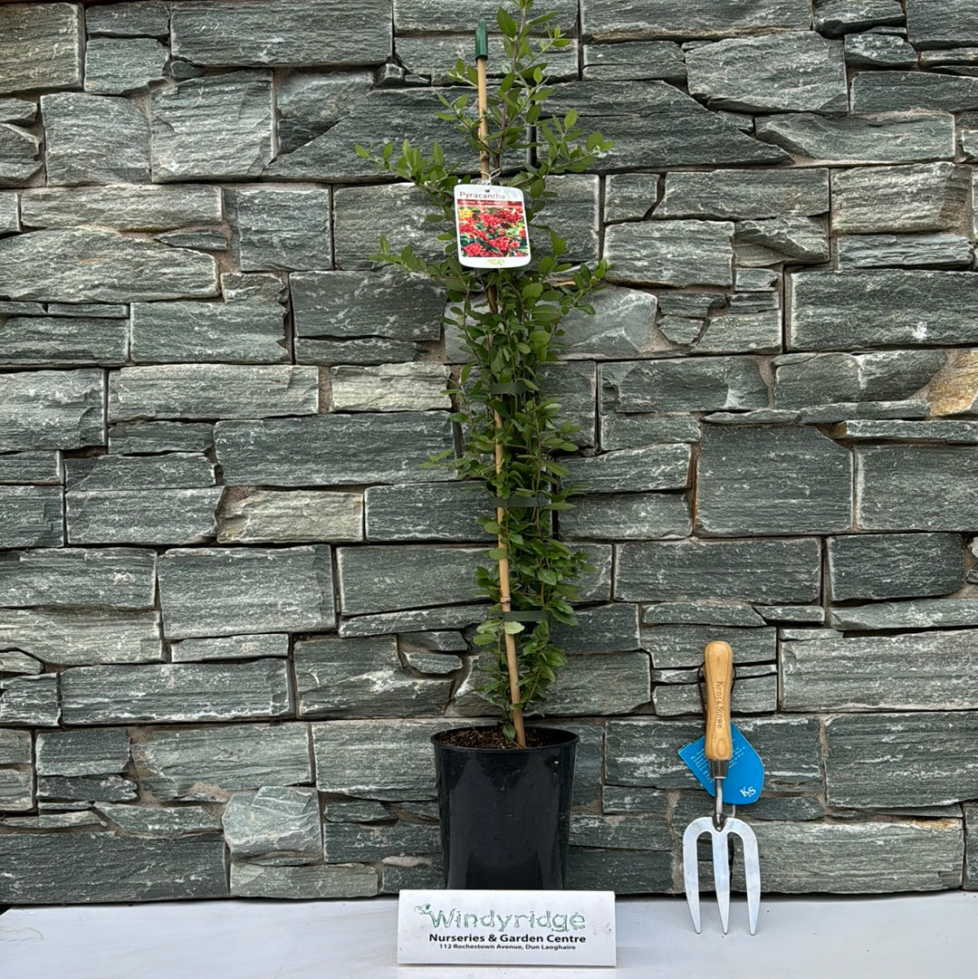 Pyracantha Red Column - Image 2