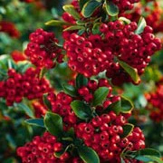 Pyracantha Saphyr Red
