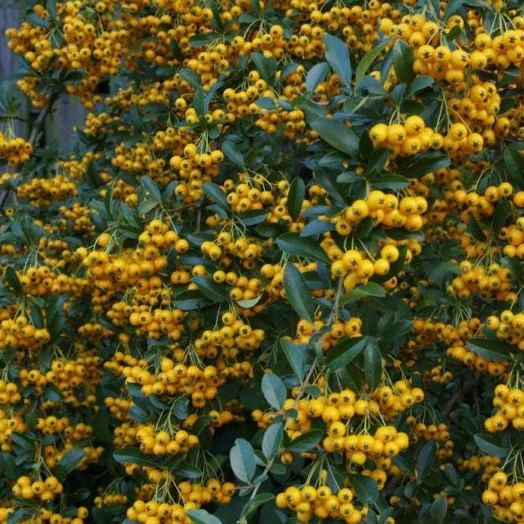 Pyracantha Soleil dOr