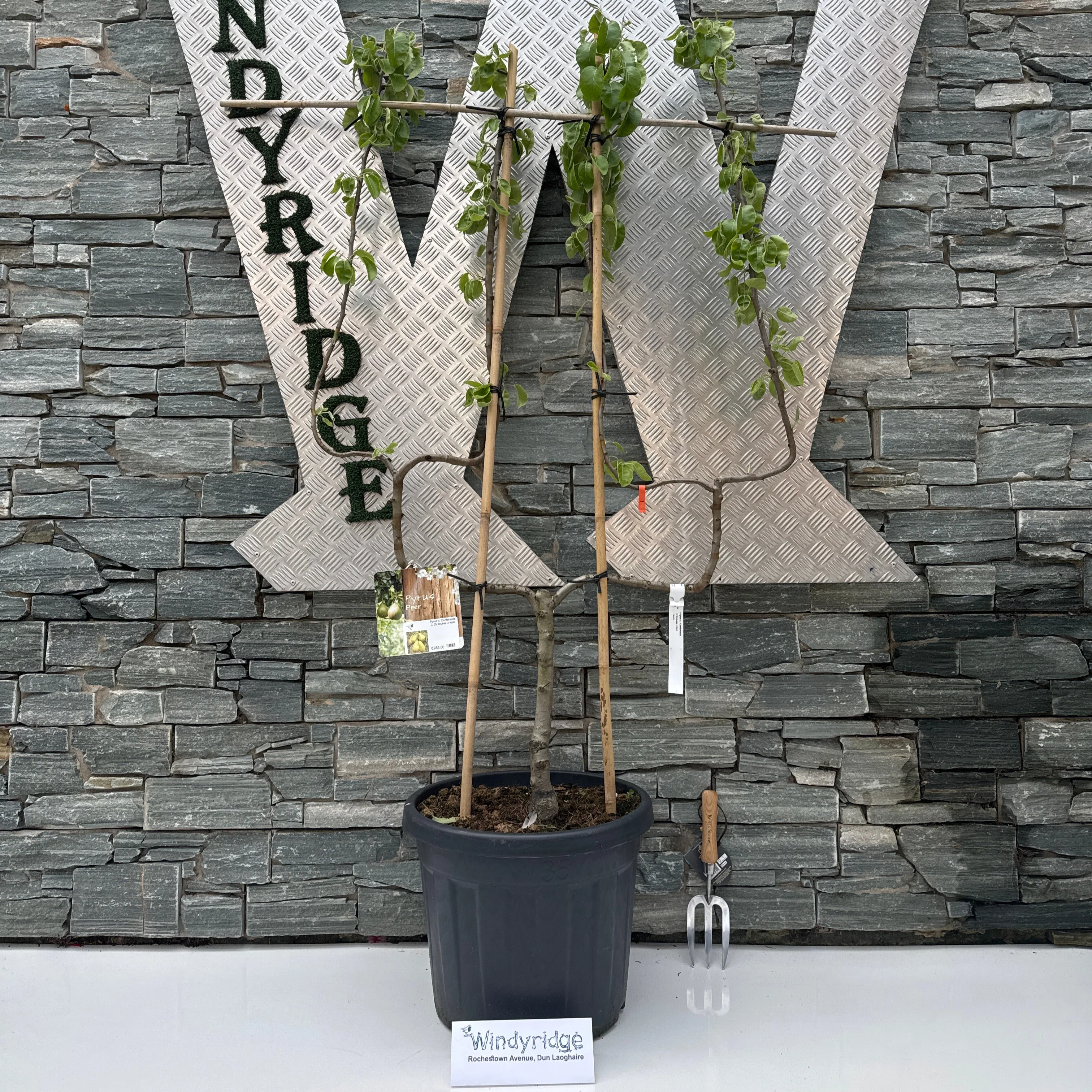 Pyrus c. Conference C 35 double U-form