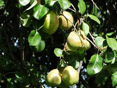 Pyrus c. Doyenn du Comice - Image 3