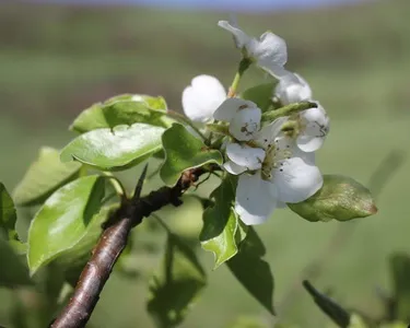 Pyrus c. Doyenn du Comice - Image 4