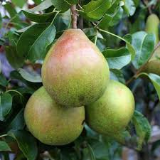 Pyrus c. Doyenne du Comice - Image 3
