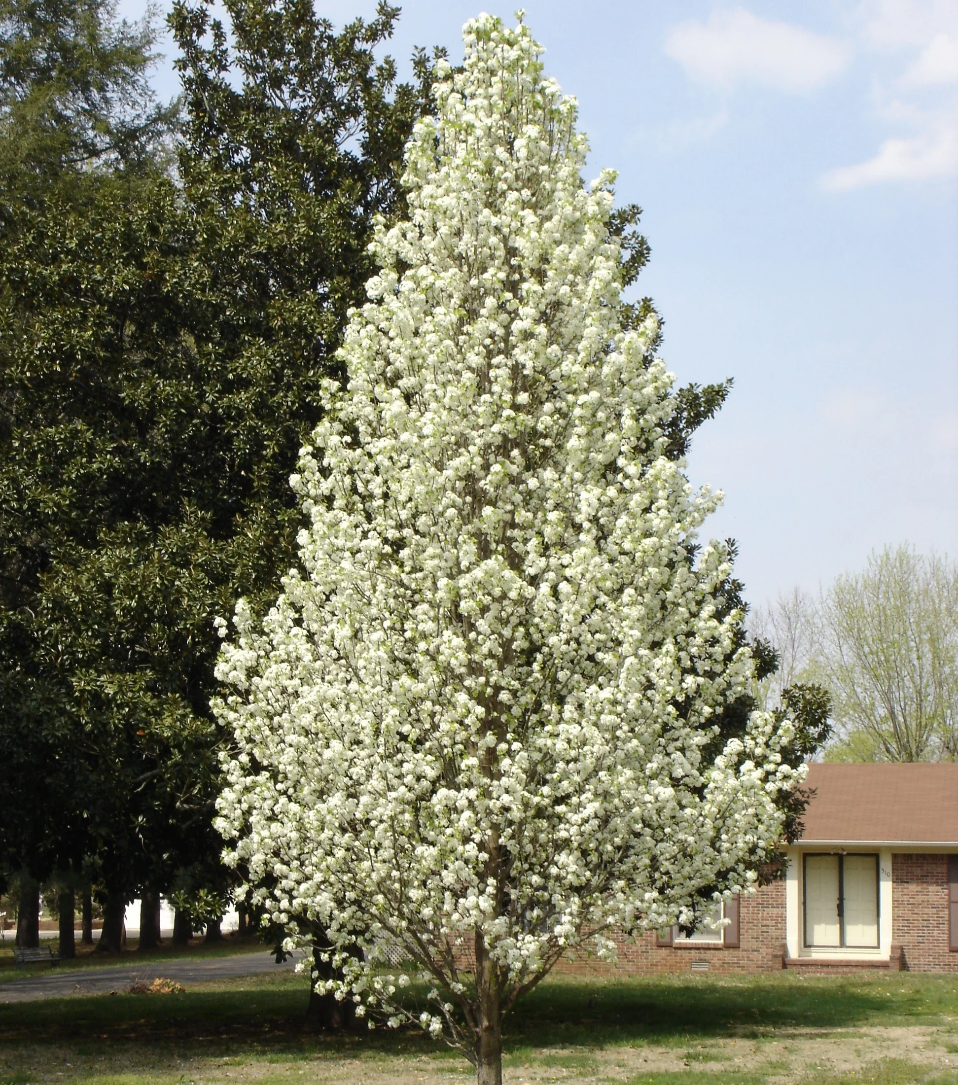 Pyrus call. Chanticlear12-14cm