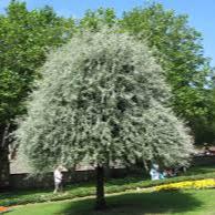 PYRUS SALICFOLIA PENDULA - Image 2