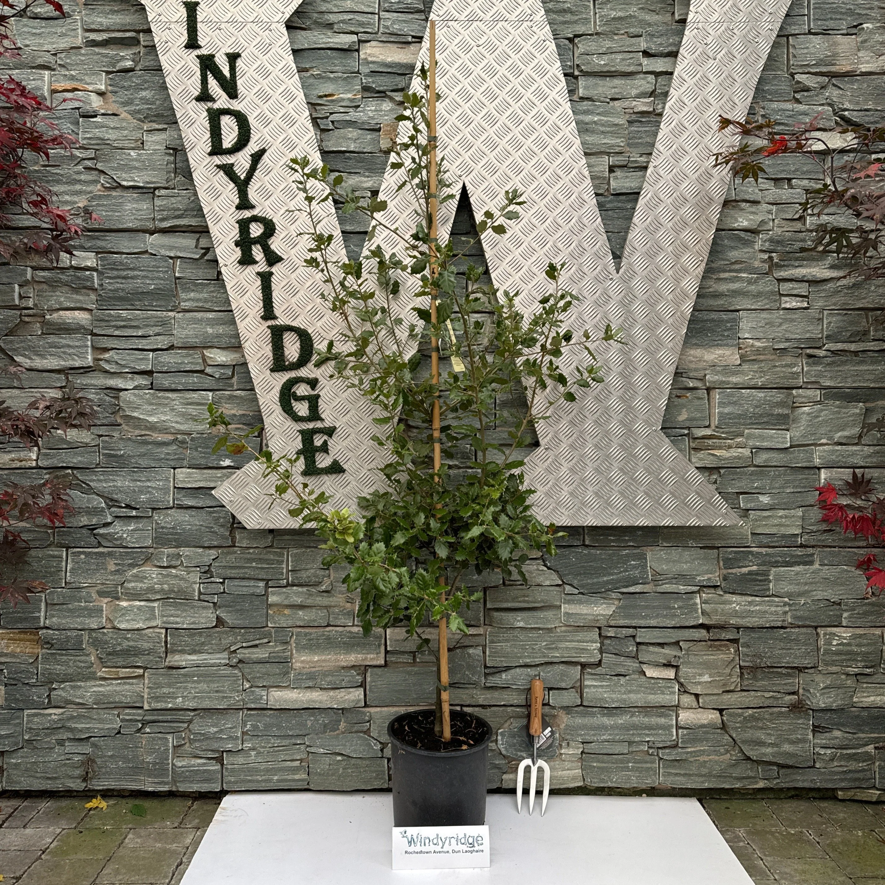 QUERCUS ILEX - Image 2