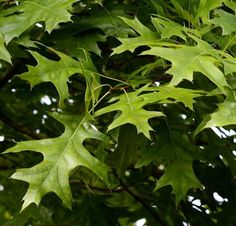 QUERCUS PALUSTRIS (3 Year)