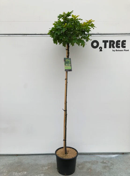 Quercus palustris Green Dwarf  150 CM STEM