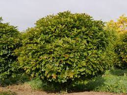 Quercus palustris Green Dwarf  150 CM STEM - Image 2