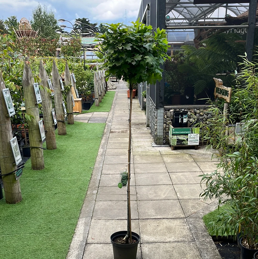 Quercus palustris Green Dwarf  150 CM STEM - Image 3