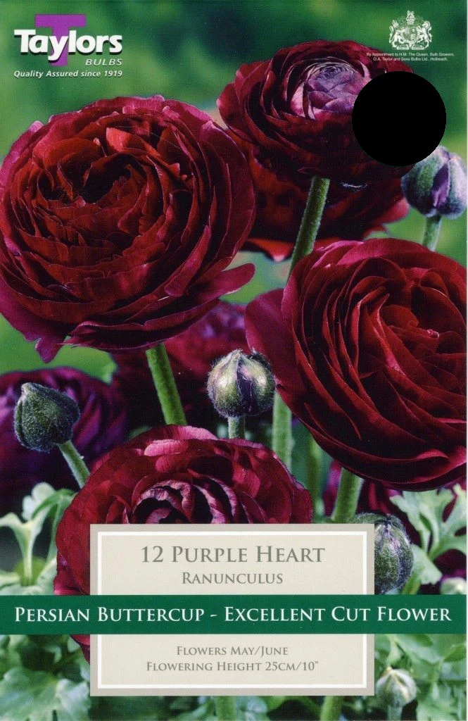 RANUNCULUS PURPLE HEART 10