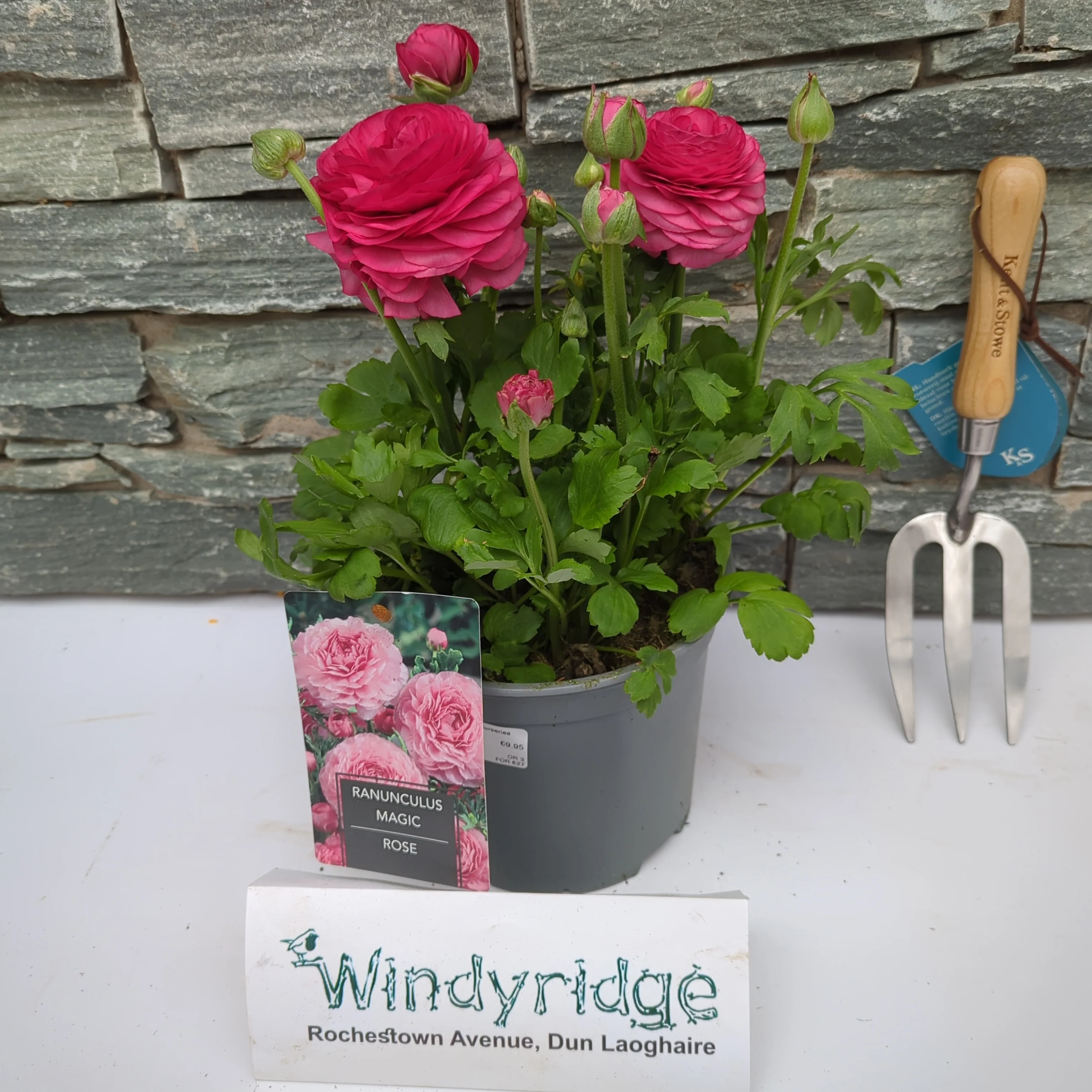 Ranunculus Rose 3 Ltr
