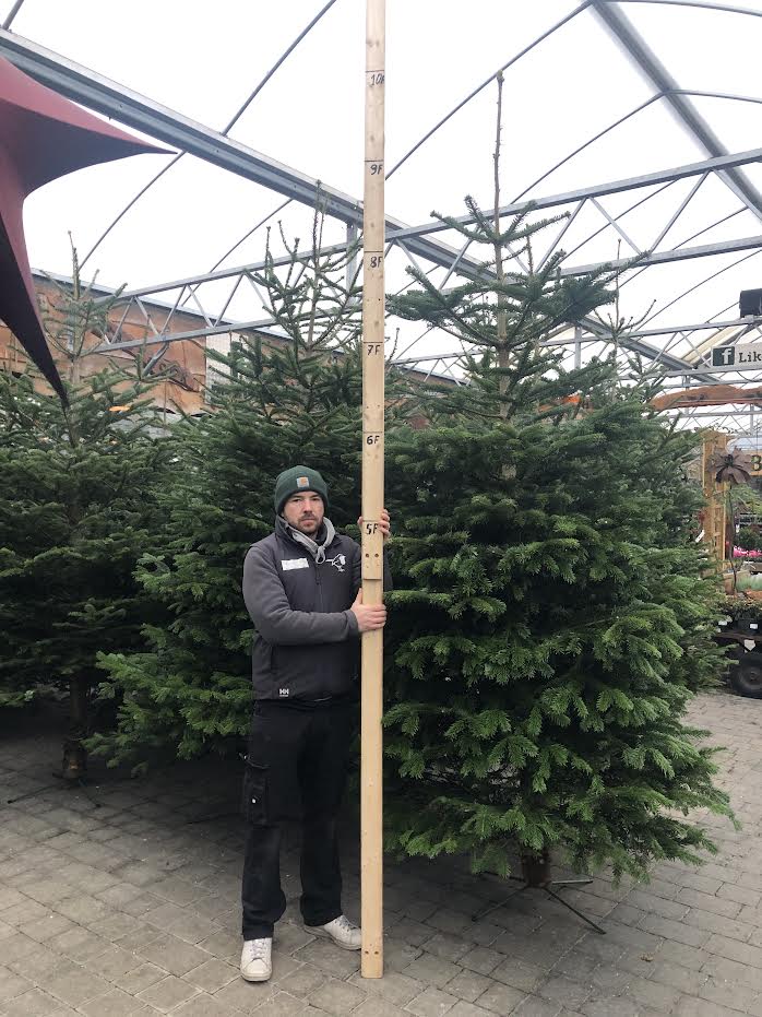 Real Christmas Tree Nordman Fir Orange Tag 8.3ft-9.1ft (250-300cm) - Image 2