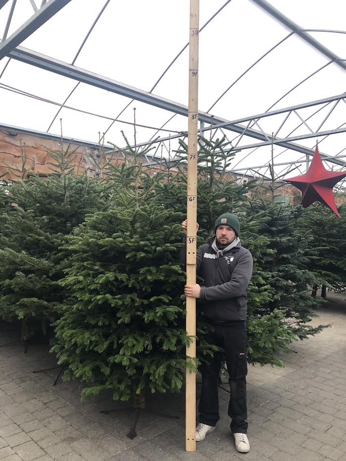Real Christmas Tree Premium Nordman Fir Purple Tag 7.5ft-8.3ft (225-250cm) - Image 2