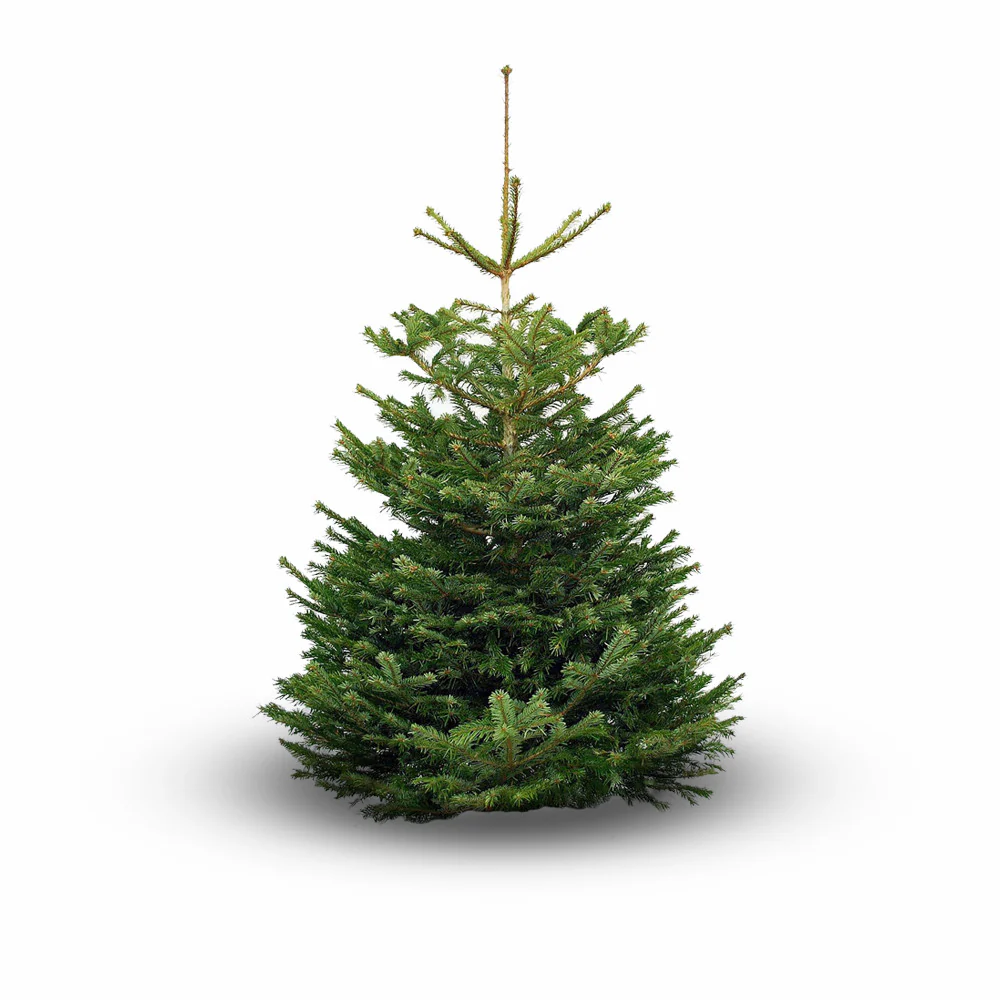 Real Christmas Tree Premium Nordman Fir Purple Tag 7.5ft-8.3ft (225-250cm) - Image 3