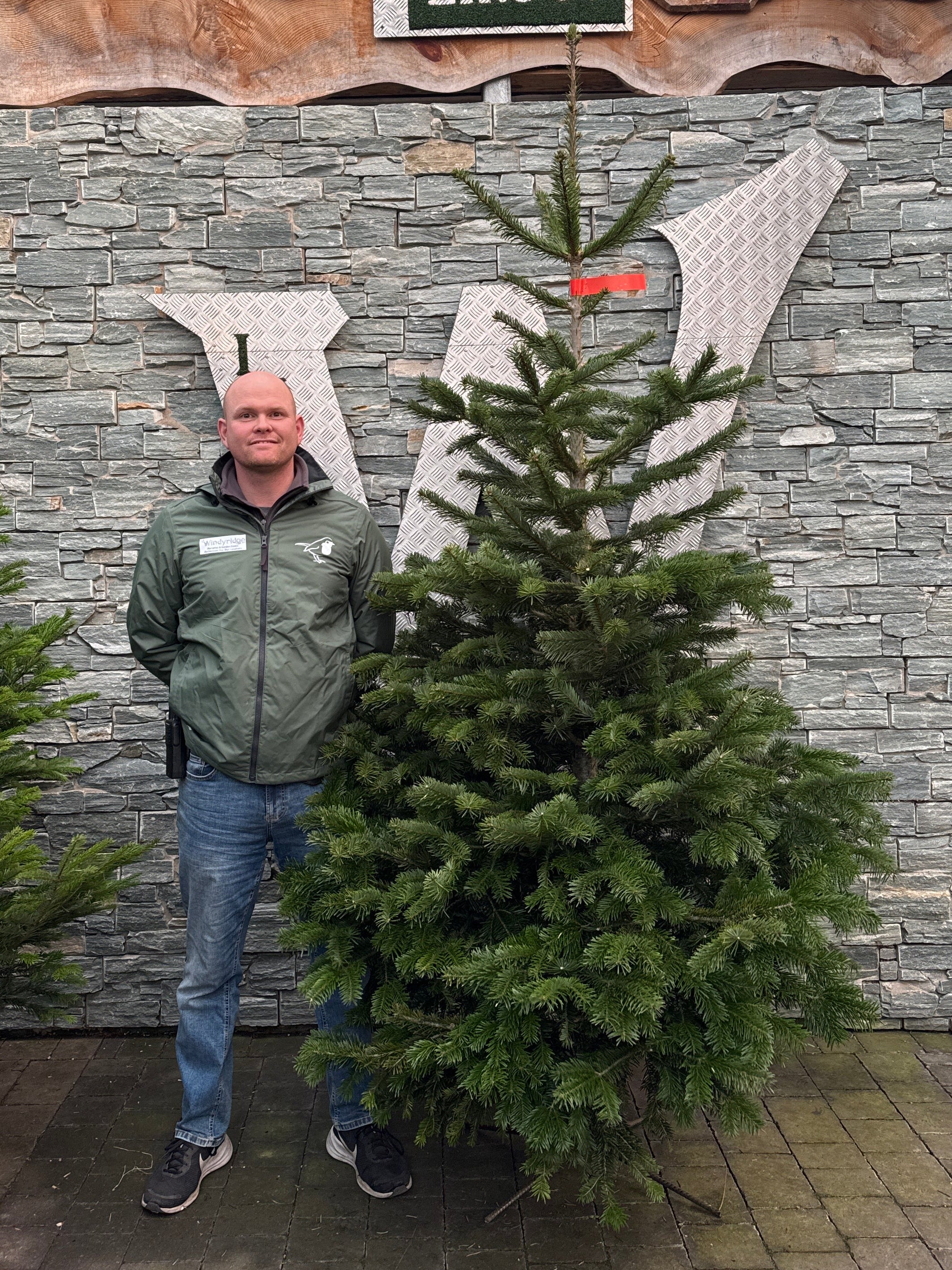 Real Christmas Tree Premium Nordman Fir Red Tag 6.7ft-7.5ft (200-225cm)