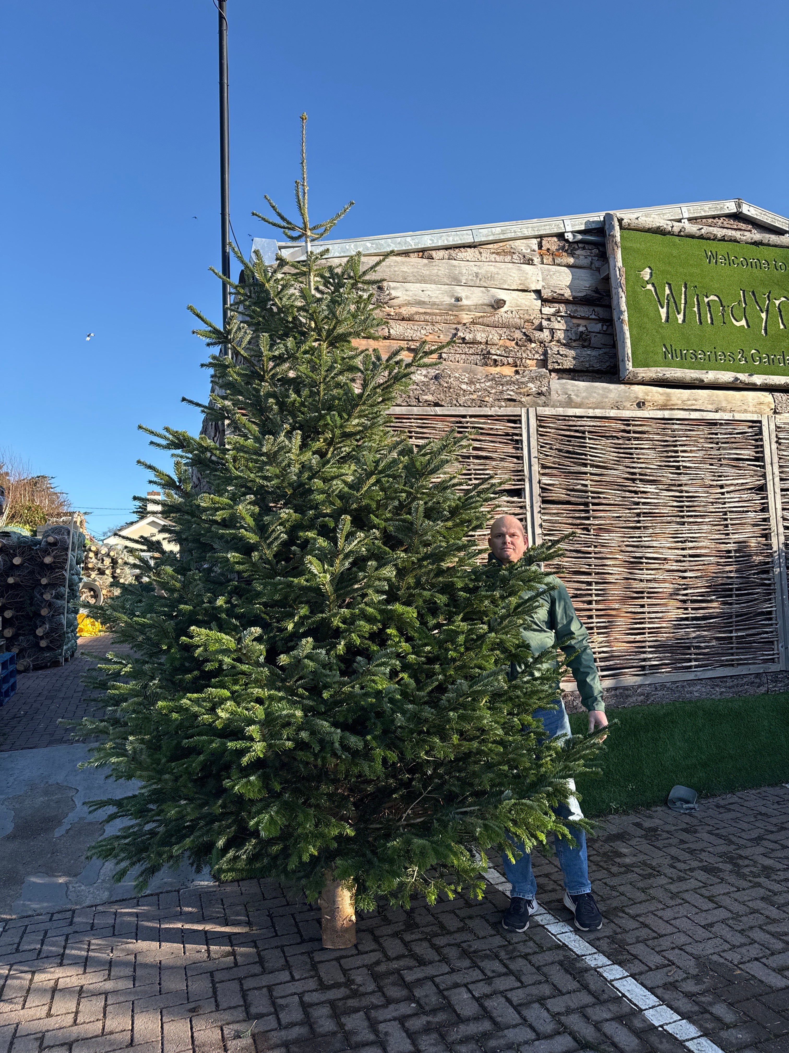 Real Christmas Tree Premium Nordman Fir White Tag 10ft-12ft (300-365cm)