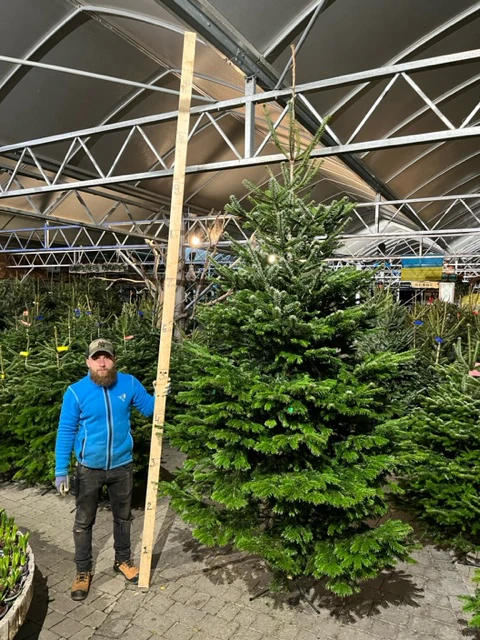 Real Christmas Tree Premium Nordman Fir White Tag 10ft-12ft (300-365cm) - Image 2