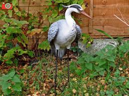 Real Life Heron A