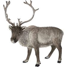 Real Life Reindeer C x 1