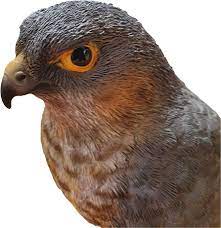 Real Life Sparrowhawk D - Image 2