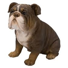 Real Life Tricolour Bulldog D