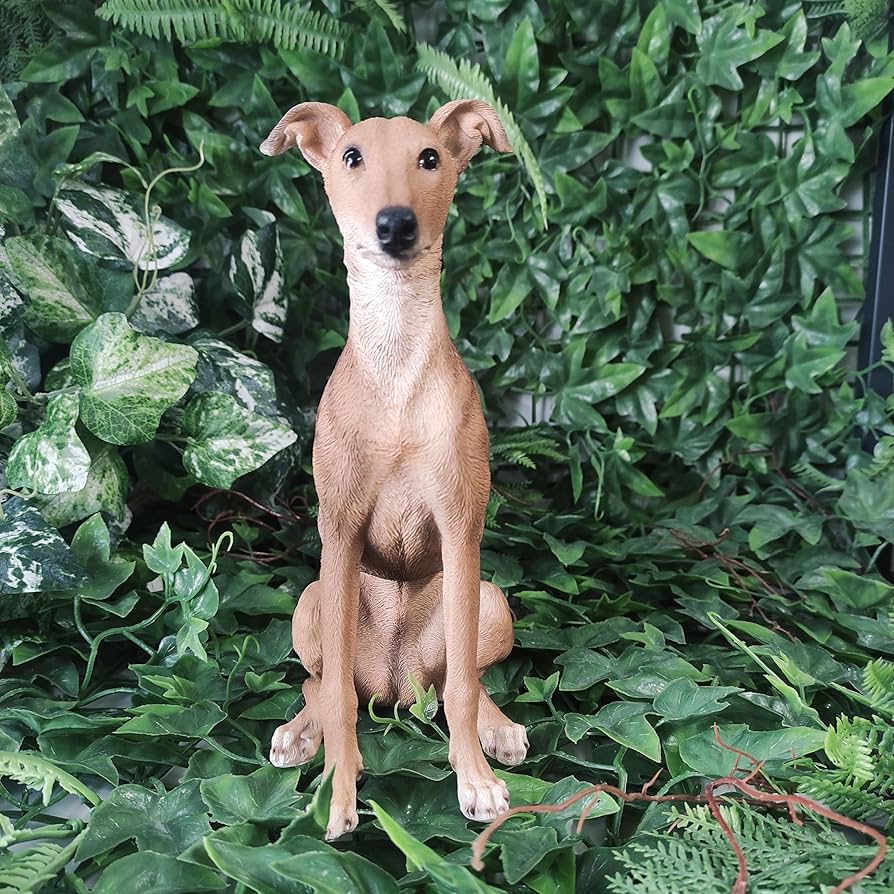 Real Life Whippet D