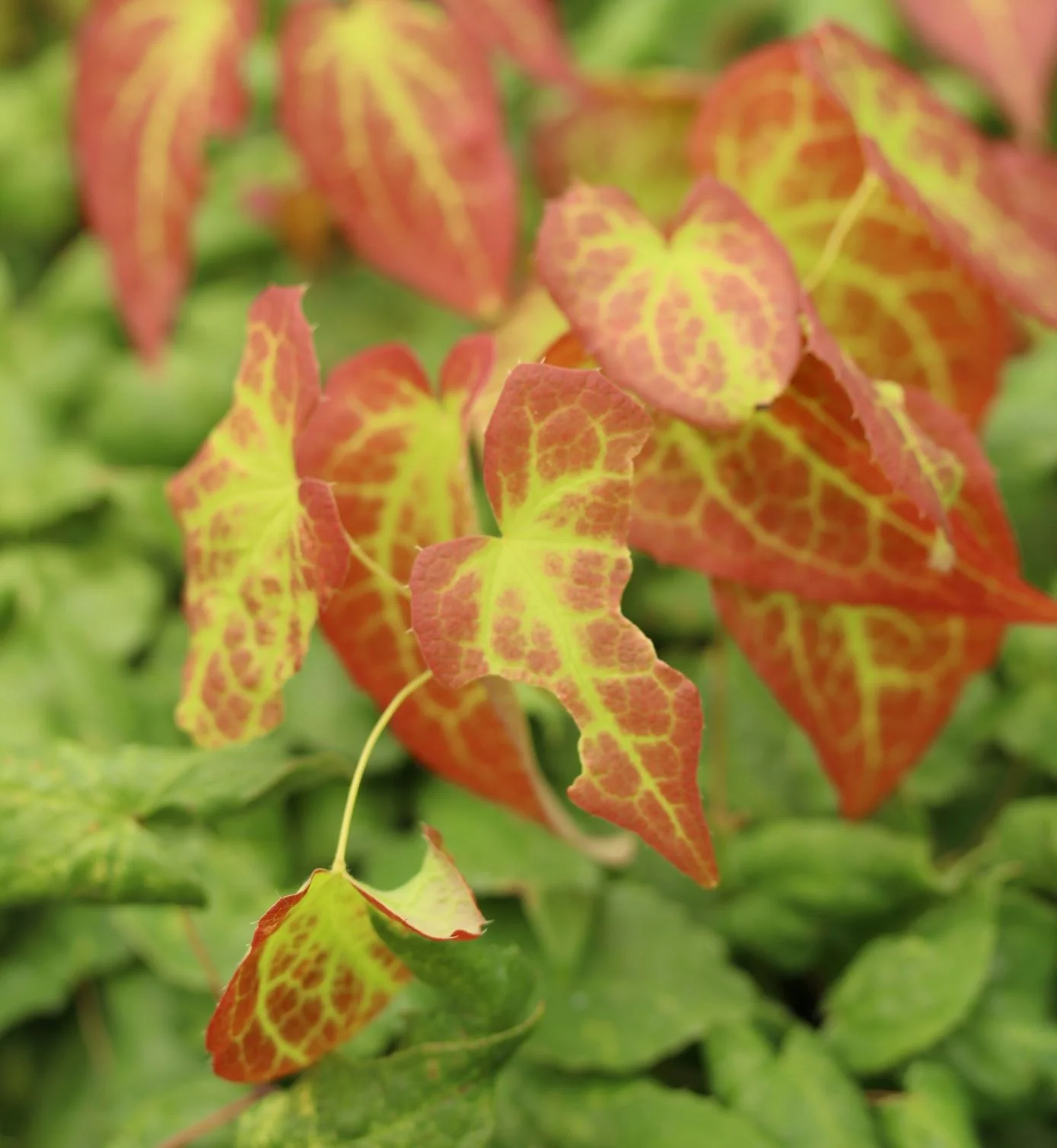 Red Barrenwort (Epimedium Rubrum)