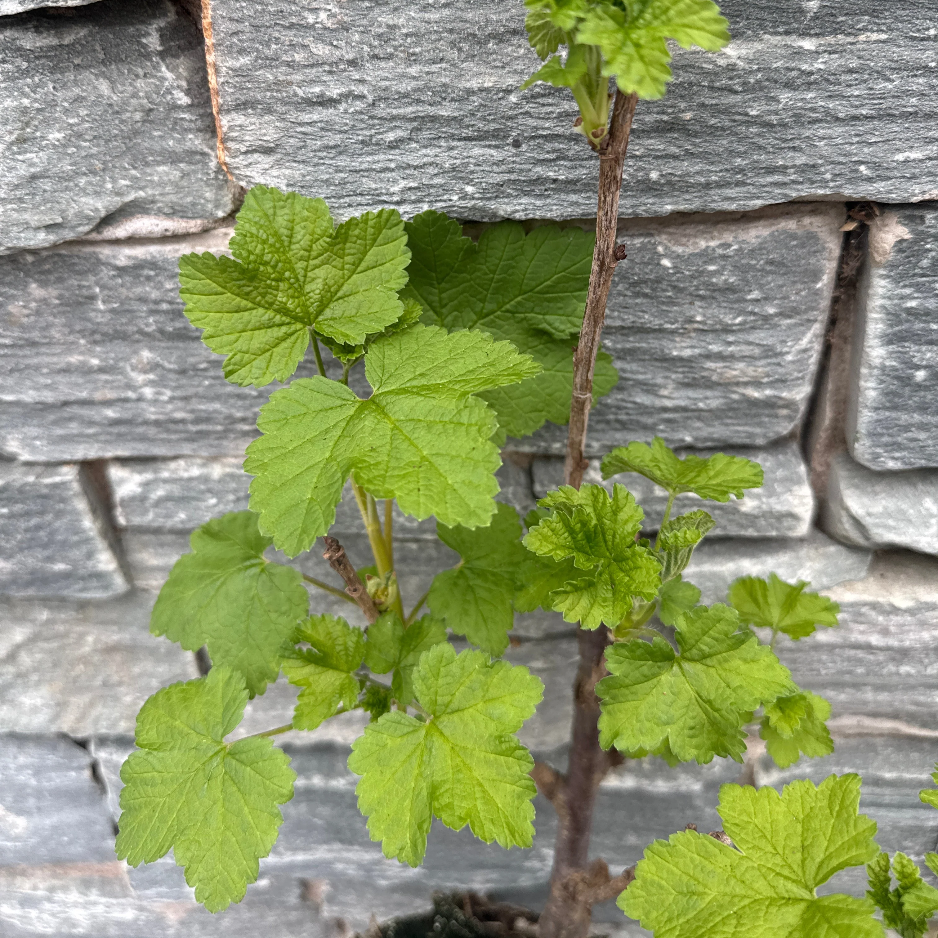 Redcurrant 2lt - Image 3