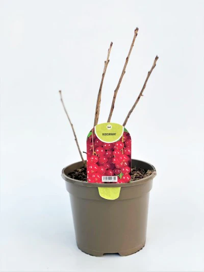 Redcurrant 2lt - Image 4