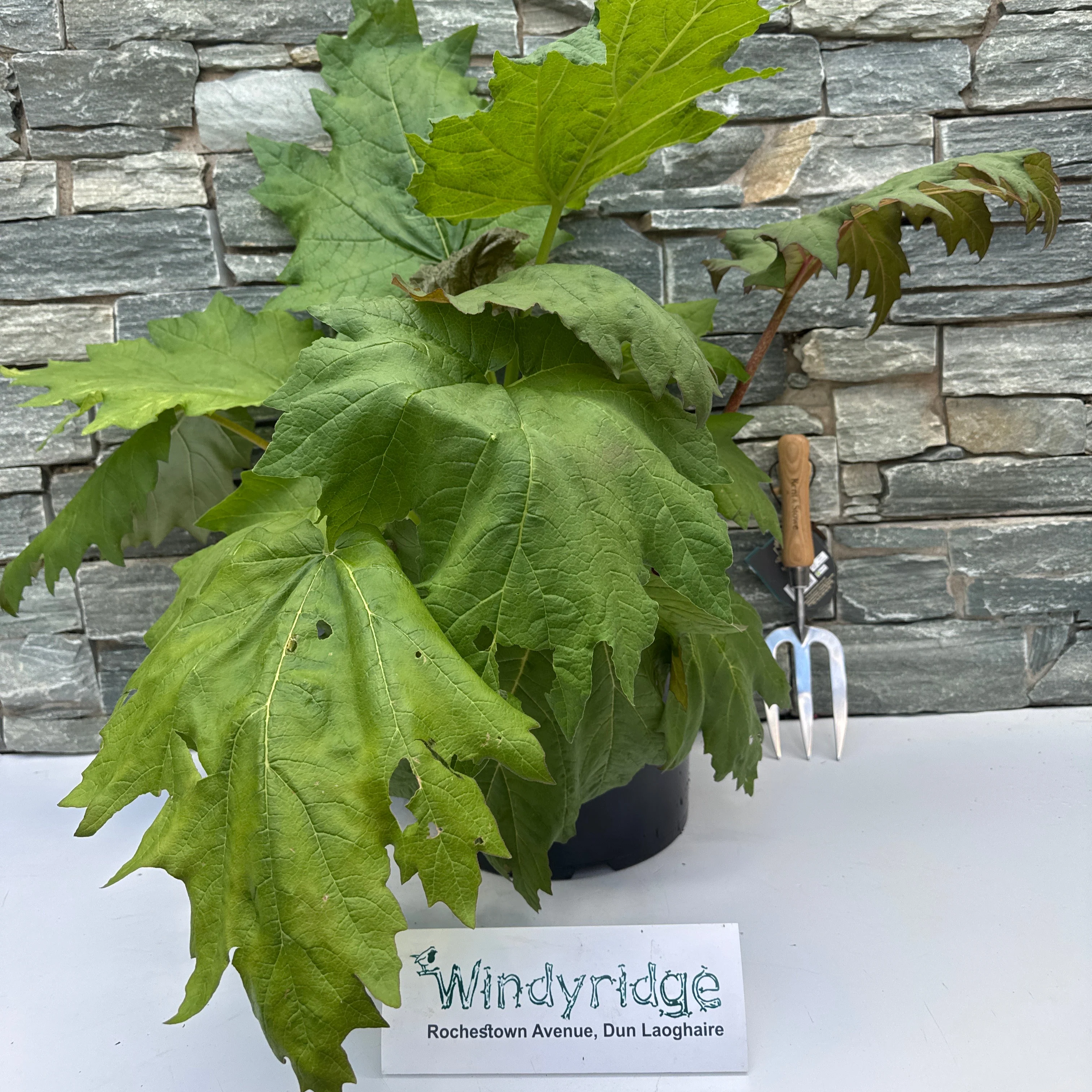 RHEUM palmatum tanguticum - Image 2