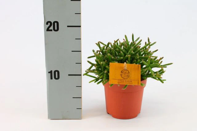 Rhipsalis bur. Coral Nature  P10.5