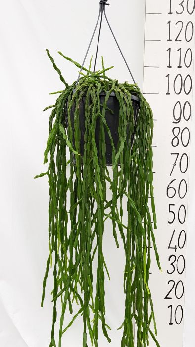 Rhipsalis paradoxa   P25, hangpot