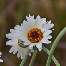Rhodanthemum 'African Spring' - Image 2