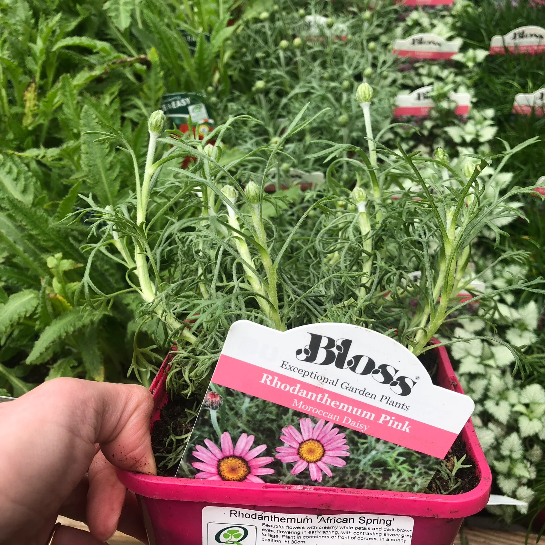 Rhodanthemum 'African Spring' - Image 3